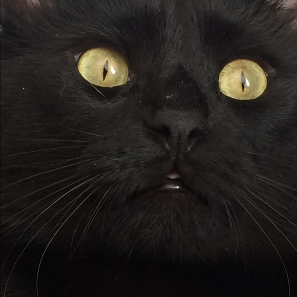 Meet your Posher, Jen - Picture 1 of 1